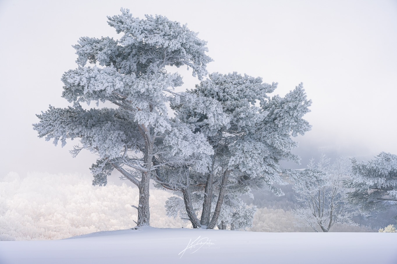 雪景